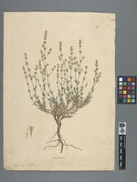 Asperula lutea