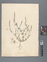 Crucianella monspeliaca