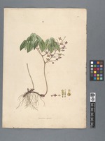 Epimedium alpinum