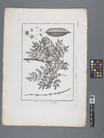 Brucea ferruginea