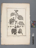 Sida crassifolia