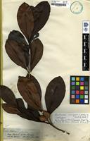 Isotype of Wallacea insignis Spruce ex Benth. and Hook.f. [family OCHNACACEAE]