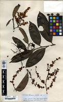 Type of Elvasia quinqueloba Spruce [family OCHNACEAE]