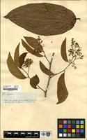 Filed as Leretia [family ICACINACEAE]
