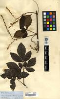 Filed as Serjania [family SAPINDACEAE]
