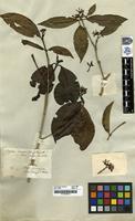Filed as Coffea crassiloba Benth. [family RUBIACEAE]
