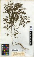 Filed as Phyllanthus [family EUPHORBIACEAE]