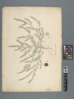 Corispermum hyssopifolium