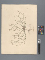 Asperula rigida