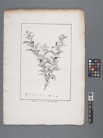 Monetia barlerioides