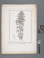 Verbena triphylla