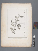 Allionia incarnata. L.
