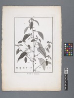 Sida truncata