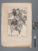 Sida cistiflora