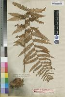Isotype of Dryopteris caucasica (A.Braun) Fraser-Jenk. and Corley [family Dryopteridaceae]