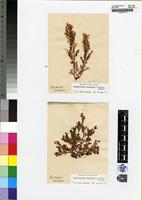 Filed as Chondrococcus hornemanni Lyngb.) F.Schmitz [family RHIZOPHYLLIDACEAE]