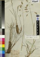 Syntype of Poa binata Nees [family GRAMINAE]