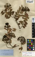 Isotype of Marcgravia oligandra C.Wright ex Griseb. [family MARCGRAVIACEAE]