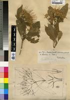 Holotype of Pavetta bowkeri Harv. [family RUBIACEAE]