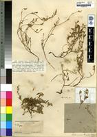 Isotype of Lotononis laxa Eckl. and Zeyher [family FABACEAE]