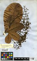Filed as Anacardium giganteum J.Hancock ex Engl. [family ANACARDIACEAE]