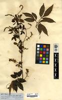 Filed as Serjania [family SAPINDACEAE]