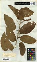 Filed as Acalypha scandens Benth. [family EUPHORBIACEAE]