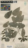 Filed as Mucuna gigantea (Willd.) DC. [family FABACEAE]