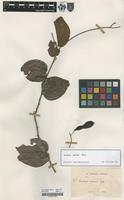 Filed as Bauhinia curtisii Prain [family FABACEAE]