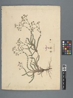 Asperula littoralis