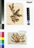 Filed as Chondrococcus hornemanni (Lyngb.) F.Schmitz [family RHIZOPHYLLIDACEAE]