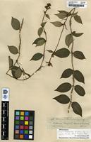 Isotype of Adelobotrys spruceana Cogn. [family MELASTOMATACEAE]