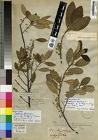 Holotype of Kiggelaria africana L. [family FLACOURTIACEAE]