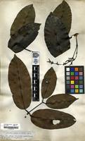 Filed as Gnetum paniculatum Spruce ex Benth. [family GNETACEAE]