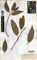 Filed as Michelia kerrii Craib. [family MAGNOLIACEAE]