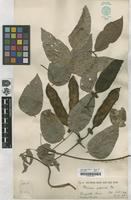Filed as Mucuna gigantea (Willd.) DC. [family FABACEAE]