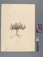 Asperula suberosa