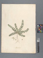Galium verrucosum