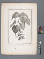 Sida fragrans