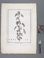 Sida viscosa. L.