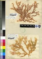 Filed as Chondrococcus hornemanni (Lyngb.) F.Schmitz [family RHIZOPHYLLIDACEAE]