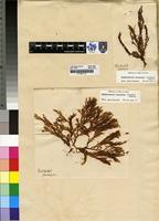Filed as Chondrococcus hornemanni (Lyngb.) F.Schmitz [family RHIZOPHYLLIDACEAE]