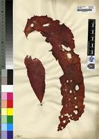 Filed as Schizymenia undulata J.Agardh [family SCHIZYMENIACEAE]