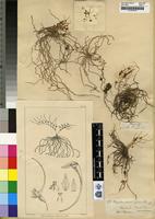 Syntype of Mystacidium gracile Harv. [family ORCHIDACEAE]