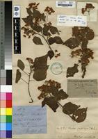 Type of Dombeya cymosa Harvey [family STERCULIACEAE]