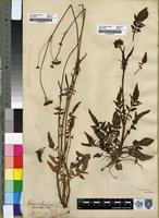 Filed as Valeriana capensis Thunb. [family VALERIANACEAE]