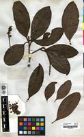 Filed as Byrsonima ceranthera Benth. [family MALPIGHIACEAE]