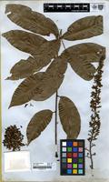 Type of Sapindus cerasinus Benth. [family SAPINDACEAE]