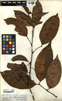 Filed as Cupania inelegans Spruce ex Radlk. [family SAPINDACEAE]
