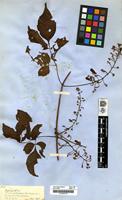 Filed as Serjania [family SAPINDACEAE]